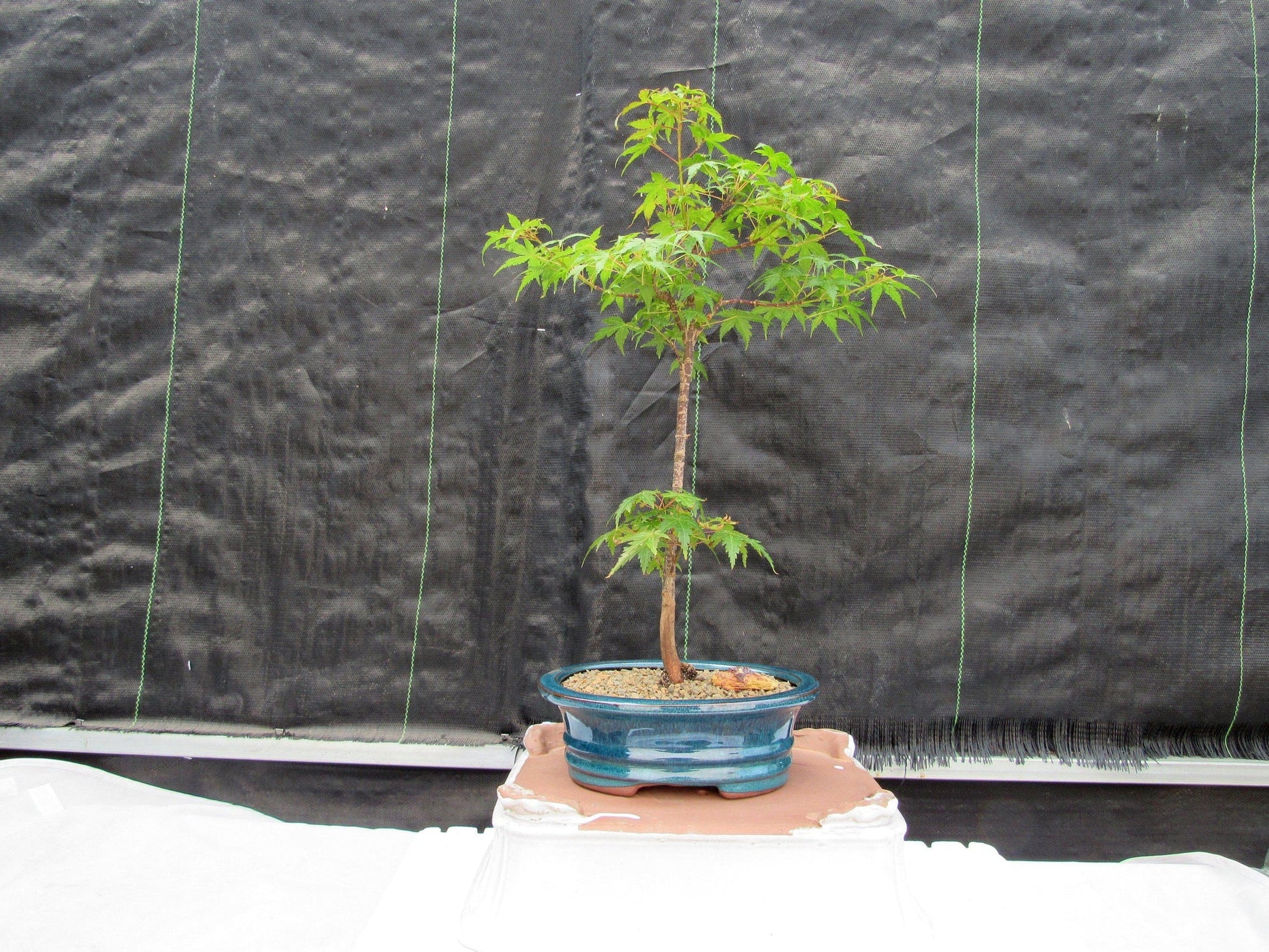 green maple bonsai tree Dwarf Green Japanese Maple Bonsai Tree – Lovehopegrow