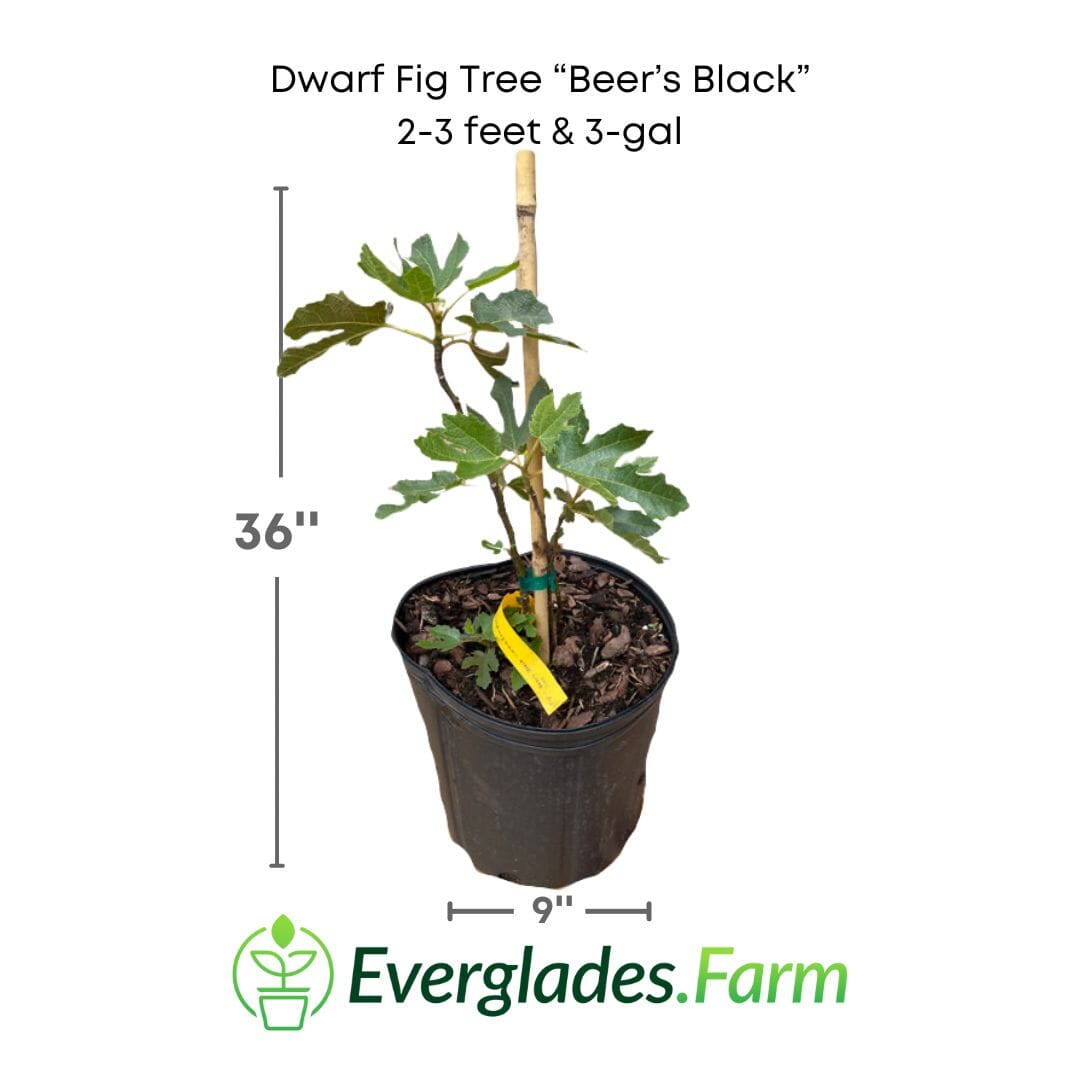 Dwarf Fig Tree "Beer's Black"