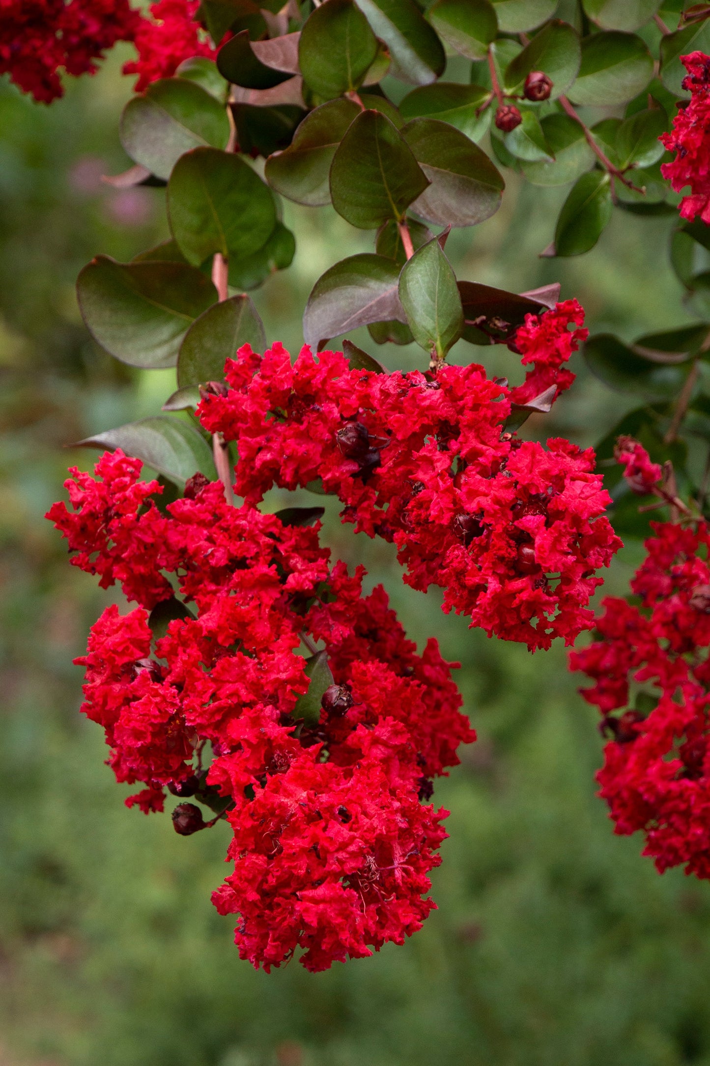 Crape Myrtle 'Red'