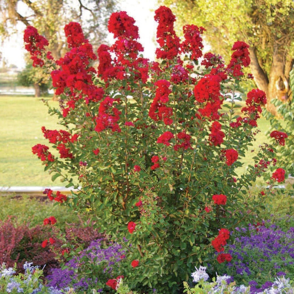 Crape Myrtle 'Red'