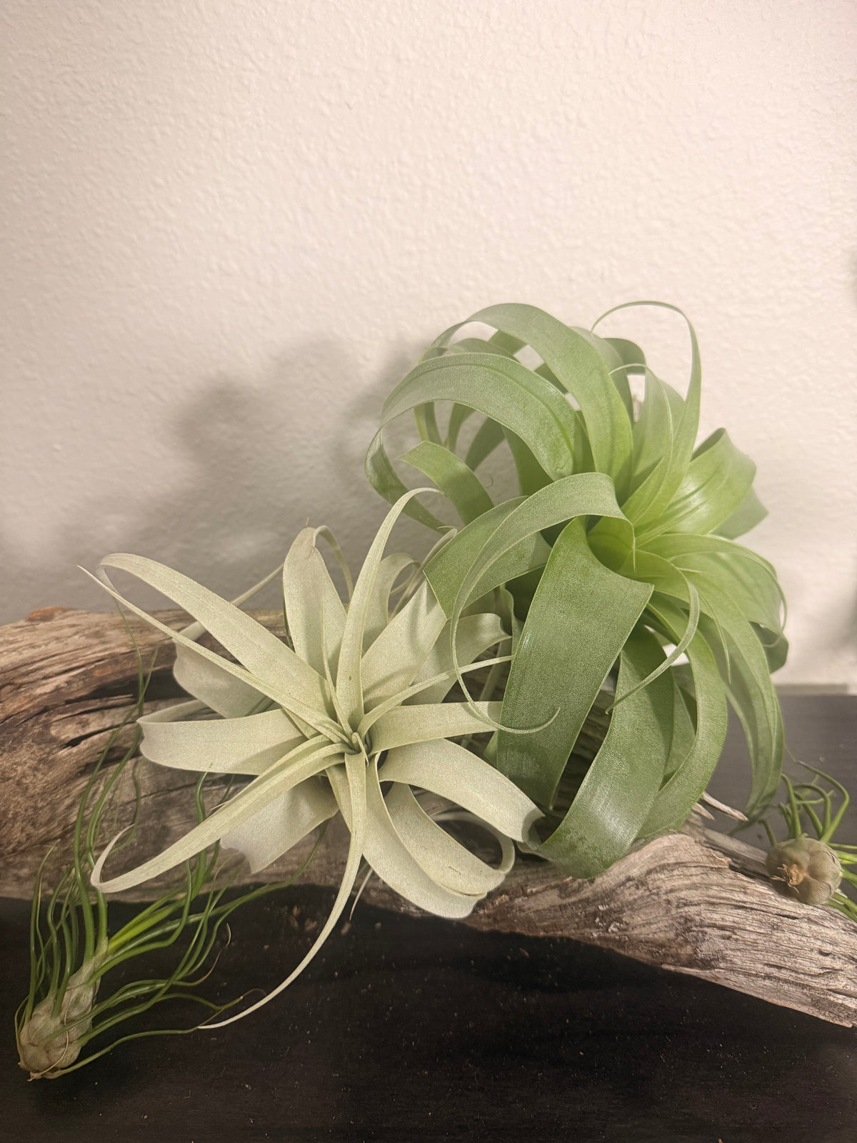 Samantha - Tillandsia 'Samantha' - Rare Hybrid Air Plant - No Soil Plant - Low Light Tolerant - indoor air plant - bromeliad -rare Tillandsia