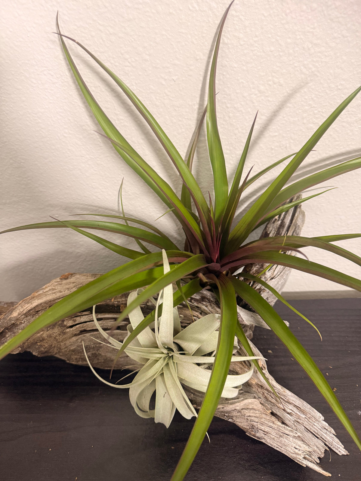 Antonio - Rare Hybrid Air Plant - 10 to 12 Inches - No Soil Required - Indoor Tropical Houseplant - Deep Maroon to Purple Leaf Flush - Hot Pink Blooms - Easy Care - Medium to Bright Light