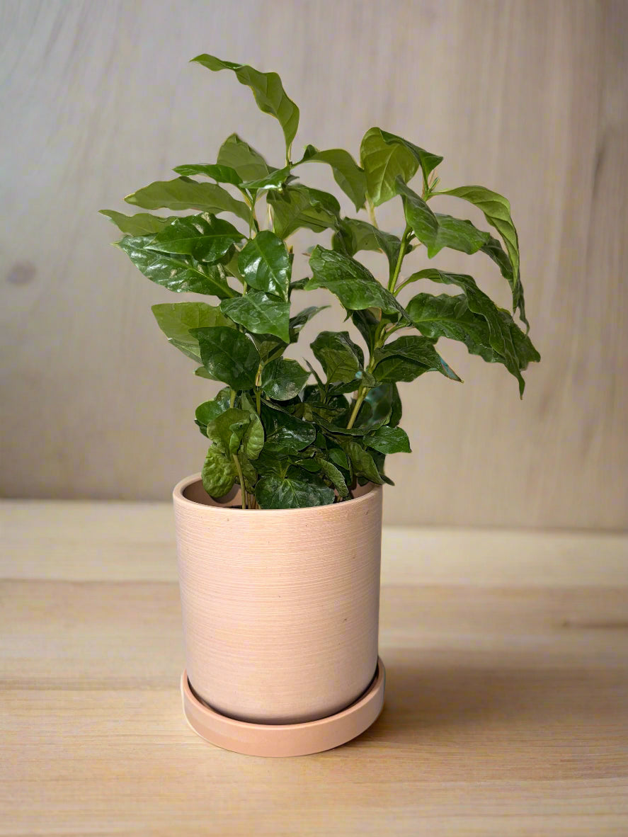 Arabica Coffee Plant - Indoor Tropical Plant - Easy Care - Container Growing - Organic Gardening - Easy to Grow
