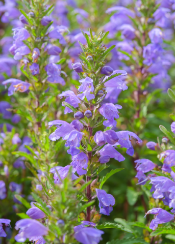 Moldavian Balm ‘Dragon Balm’ (Dracocephalum moldavica)