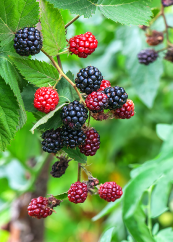 Blackberry 'Apache' (Rubus canadensis)