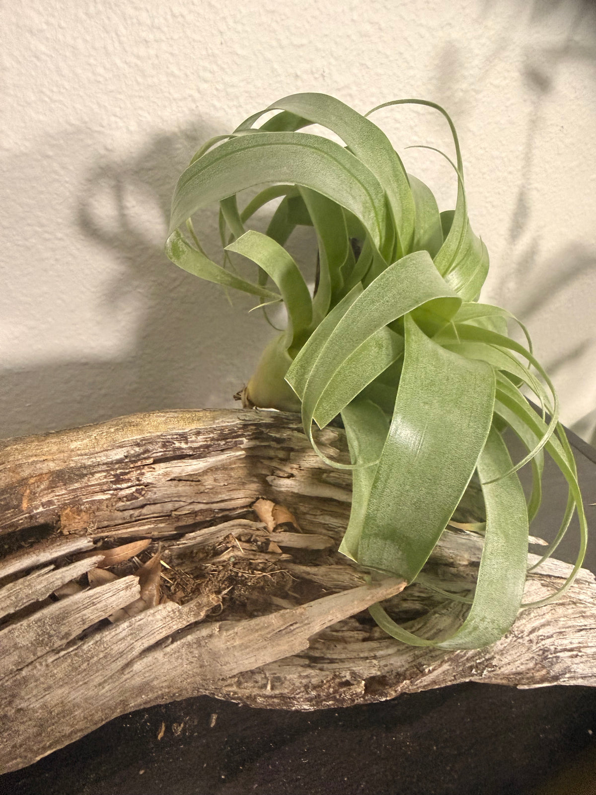 Samantha - Tillandsia 'Samantha' - Rare Hybrid Air Plant - No Soil Plant - Low Light Tolerant - indoor air plant - bromeliad -rare Tillandsia