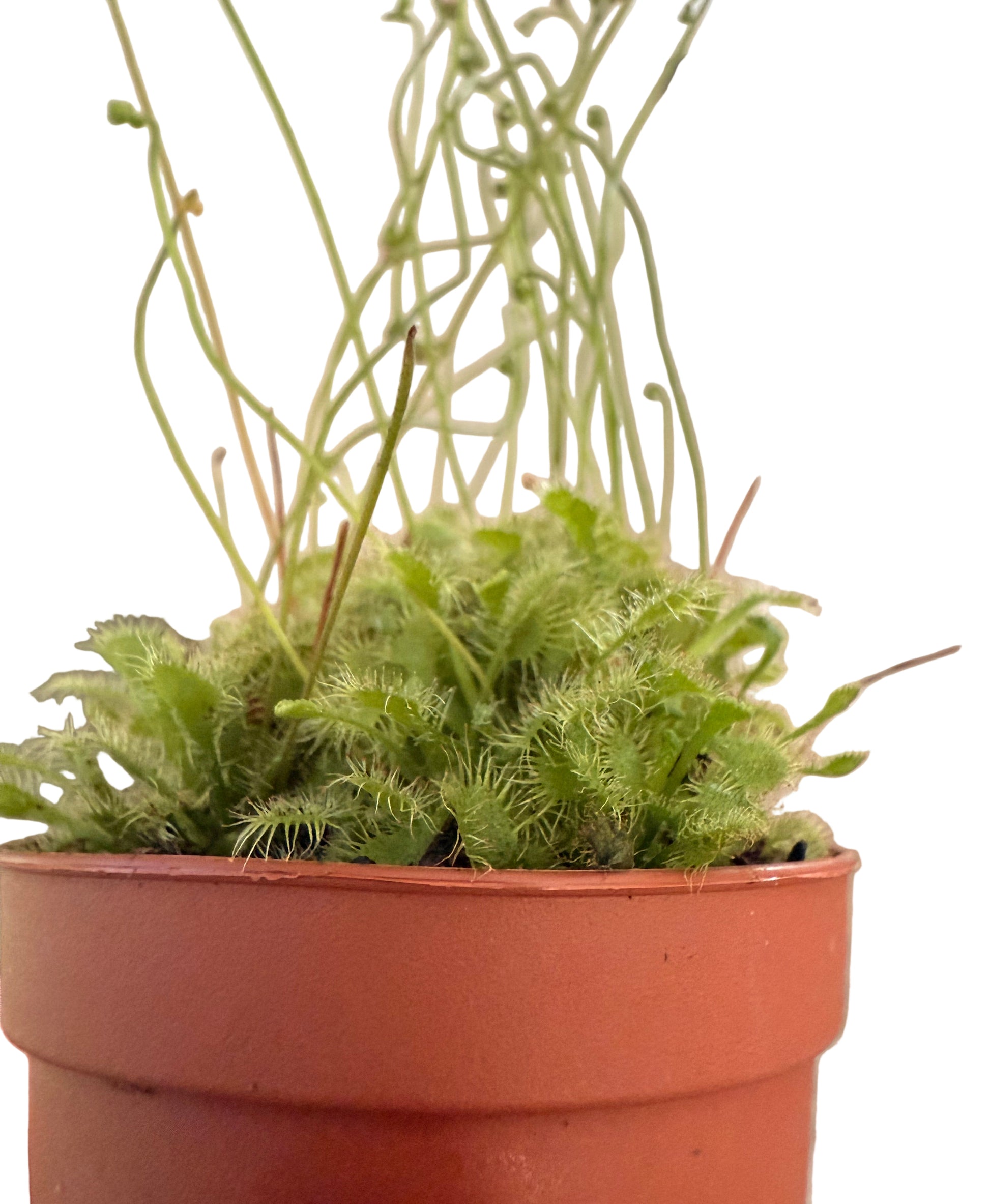 indoor sundew plant Mix of Carnivorous Live Plants - Low-Maintenance - Sundew