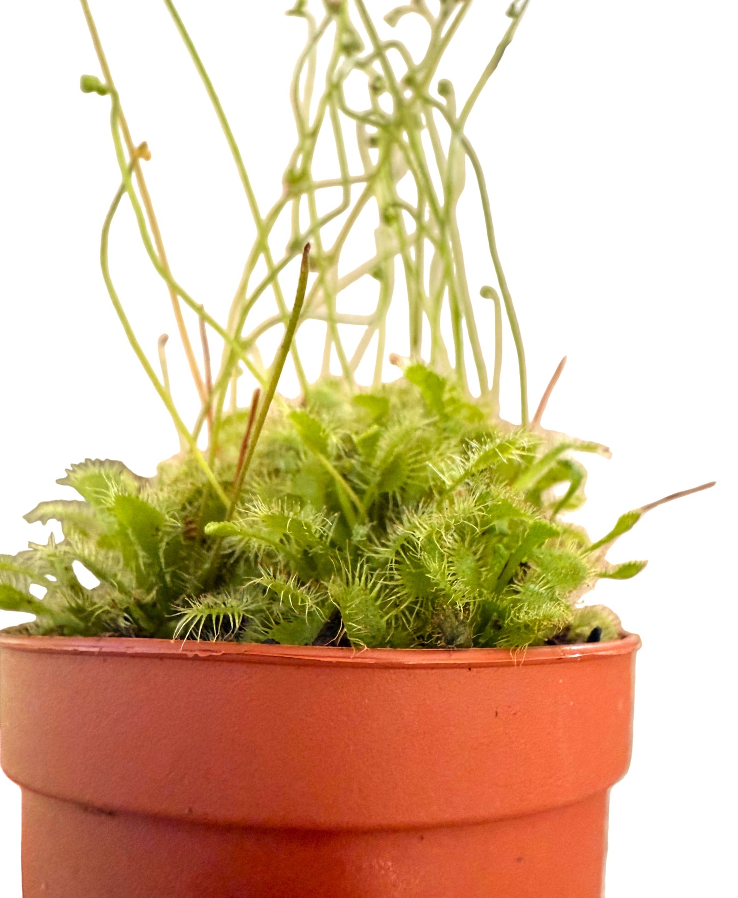 2” Spoonleaf Sundew (Drosera spathulata) – Live Carnivorous Plant - Insect-eating Plant - Terrarium Plant - Small Carnivorous Plant - Beginner Carnivorous Plant - Drosera Live Plant - Sundew Houseplant