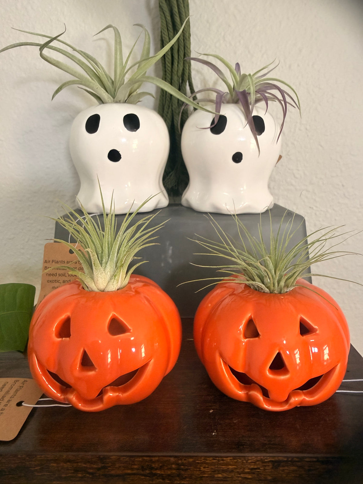 Halloween Ceramic Pumpkin with Live Medium Air Plant - Office Decor - Fall Theme Plant Decor - Air Plant Holder - Halloween Decor - Medium Live Air Plant