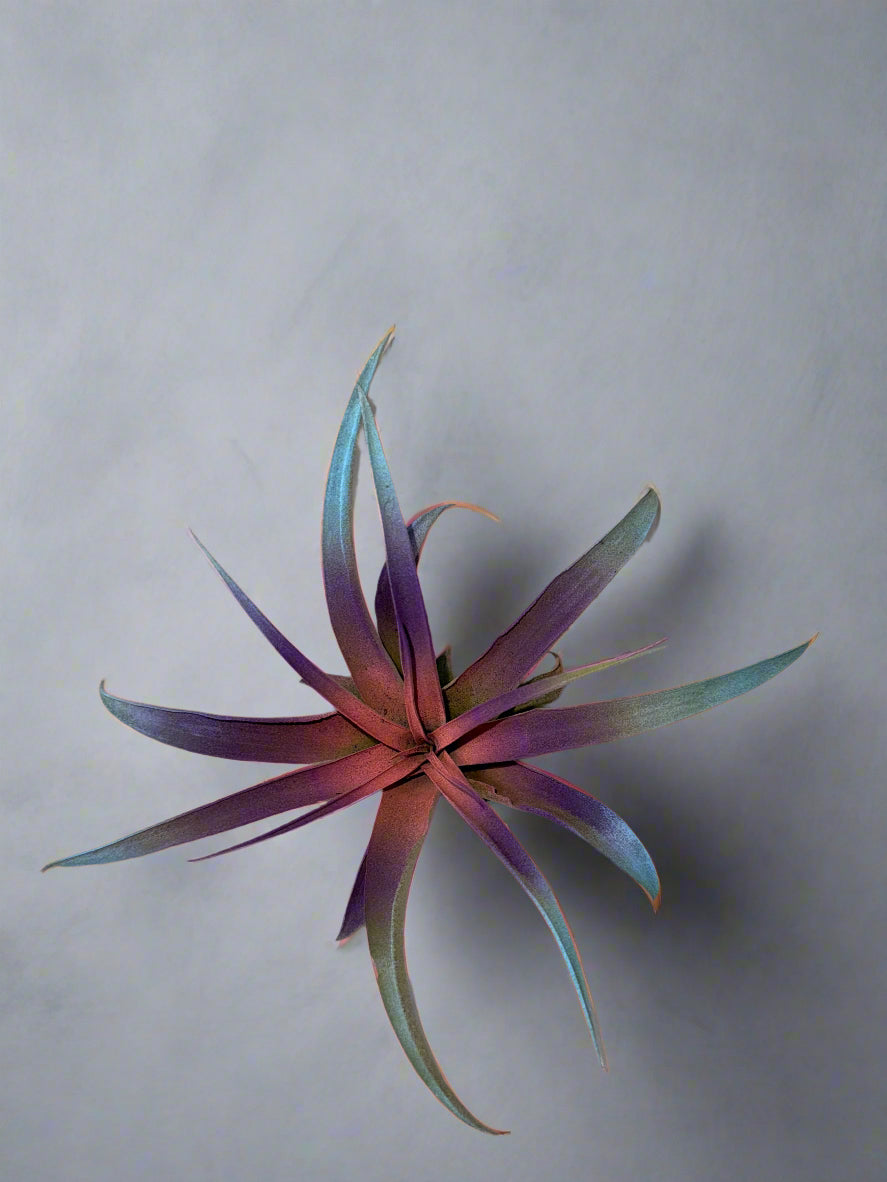 3 Pack Summer 2025 Air Plants - Air Purifying - No Dirt Needed - Air Plant - Easy Care Indoor Plant - Colorful Decoration Plant