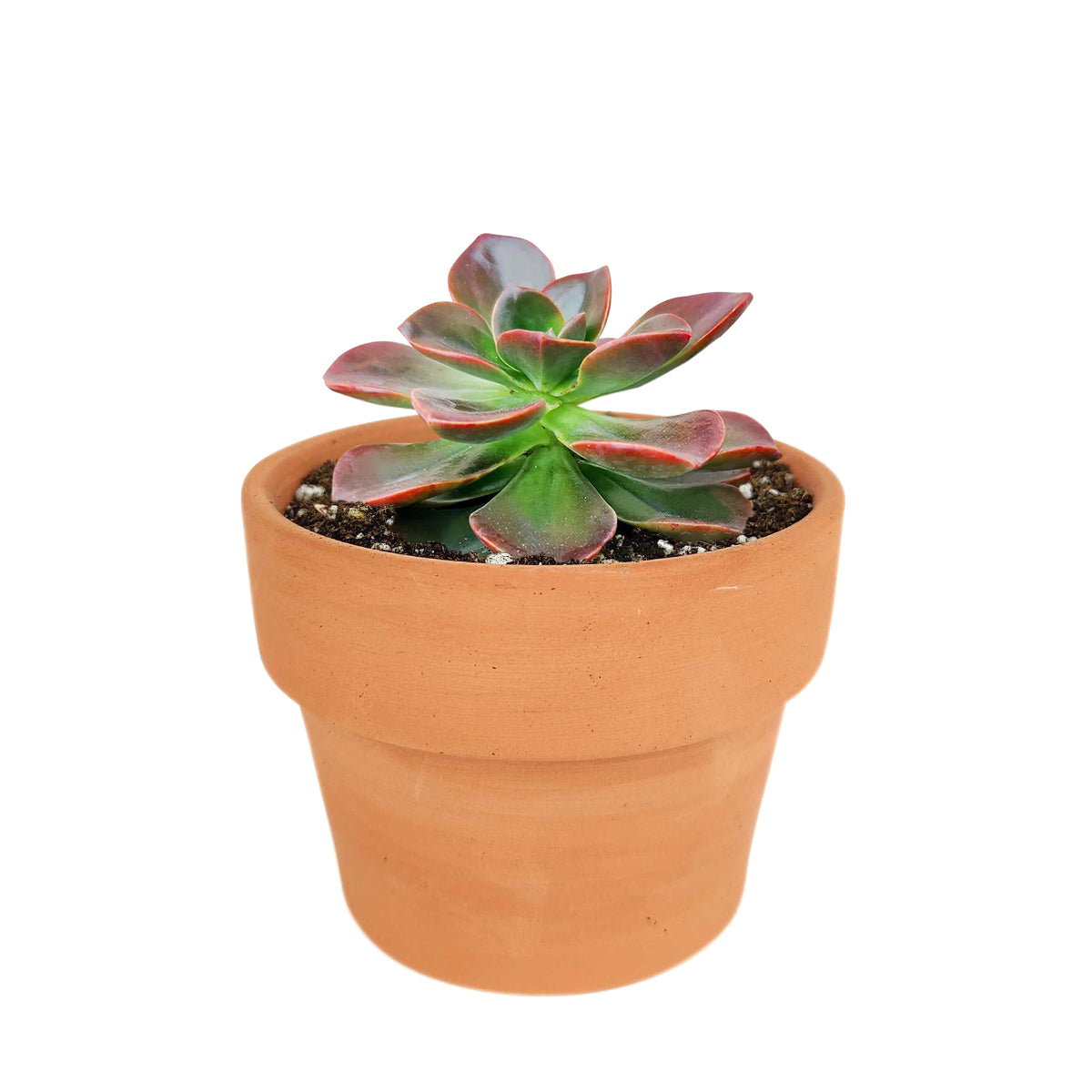 Echeveria Melaco Brown Rose