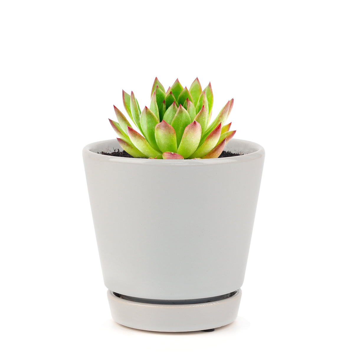 Echeveria Agavoides Lipstick Succulent