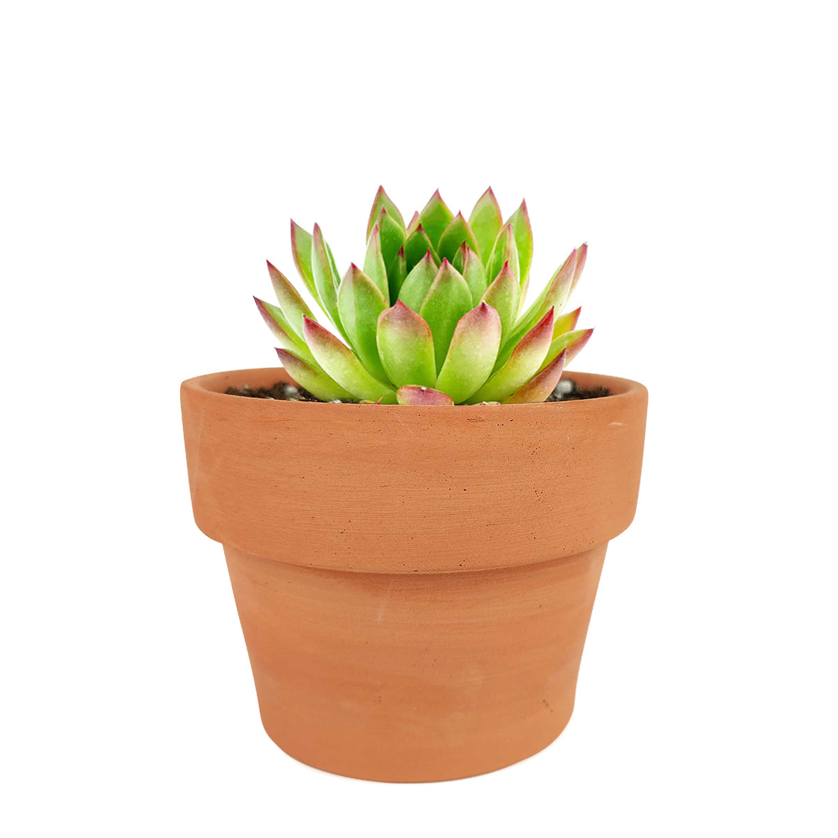 Echeveria Agavoides Lipstick Succulent