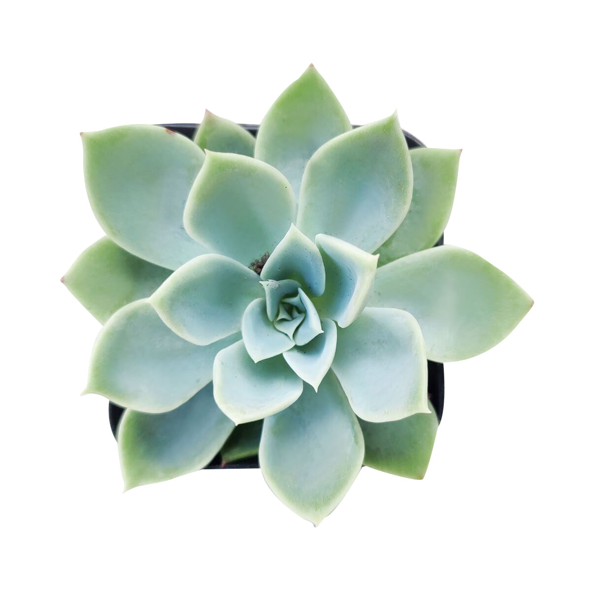 Echeveria Blue Atoll