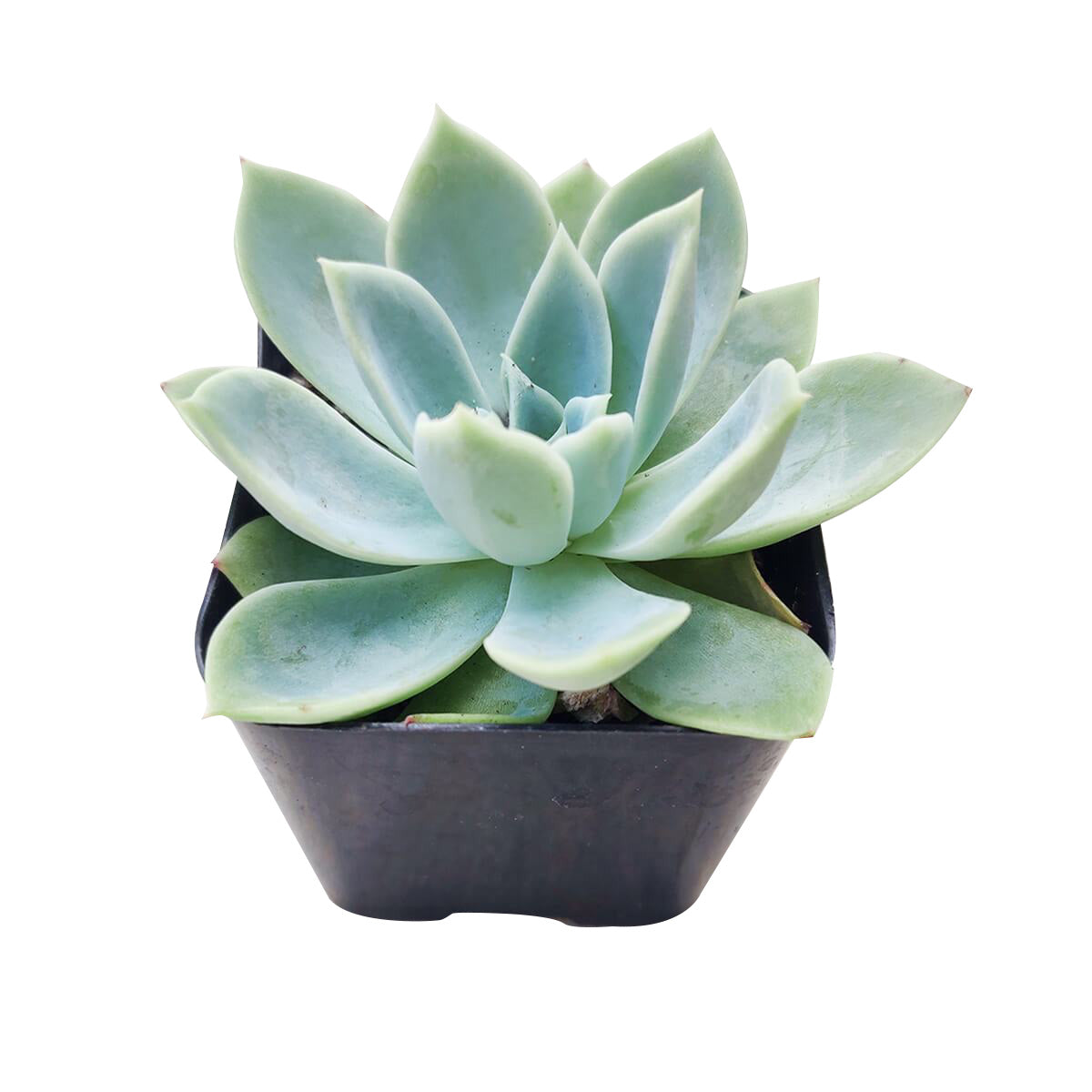 blue atoll succulent Echeveria Blue Atoll Succulent