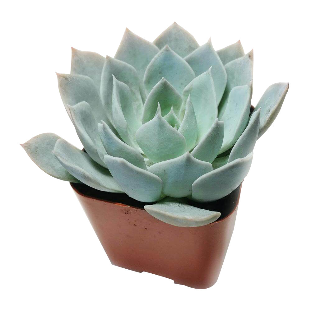 Echeveria Blue Fairy