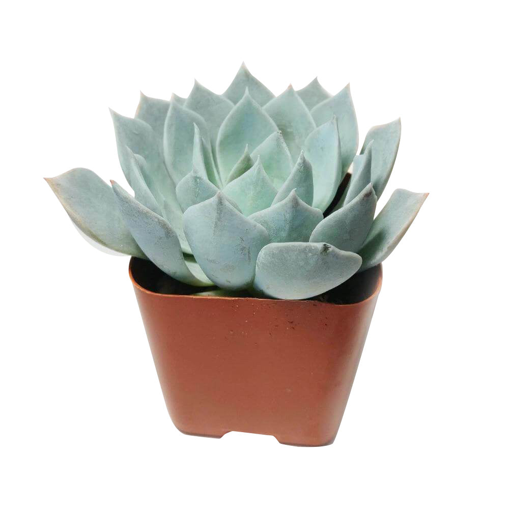 Echeveria Blue Fairy