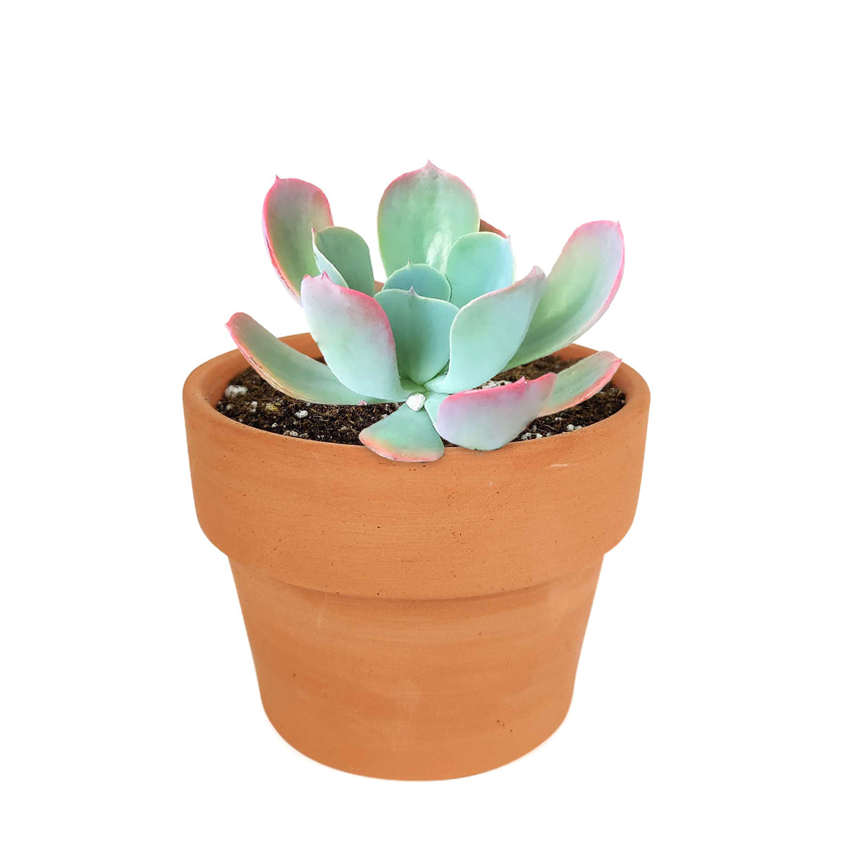 Echeveria Blue Sky Succulent