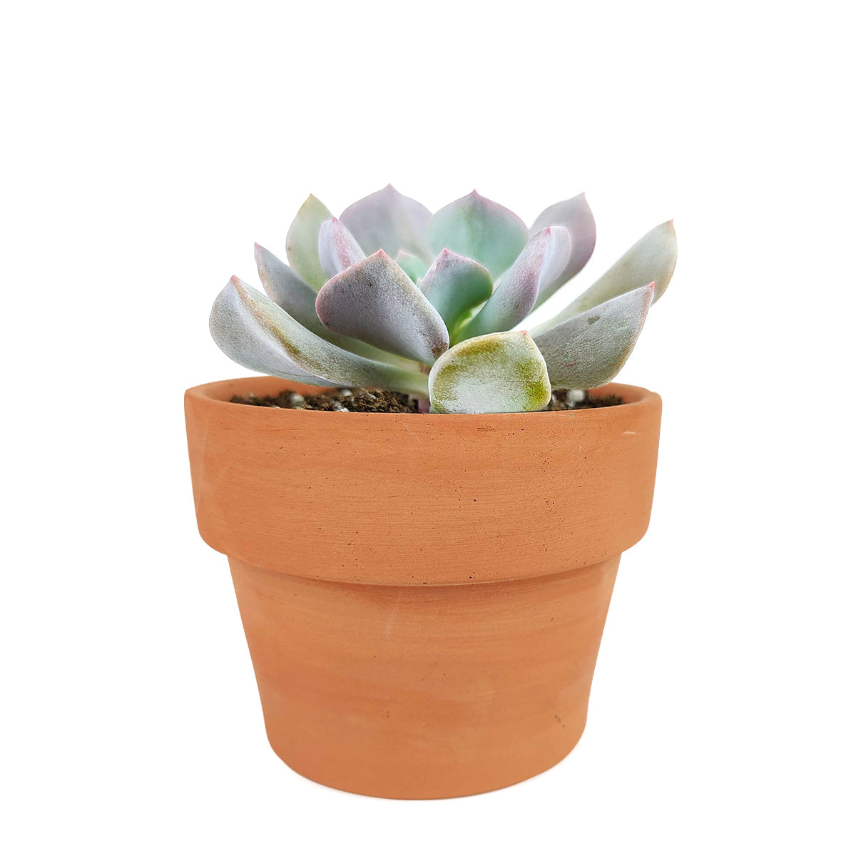 Echeveria Cubic Frost