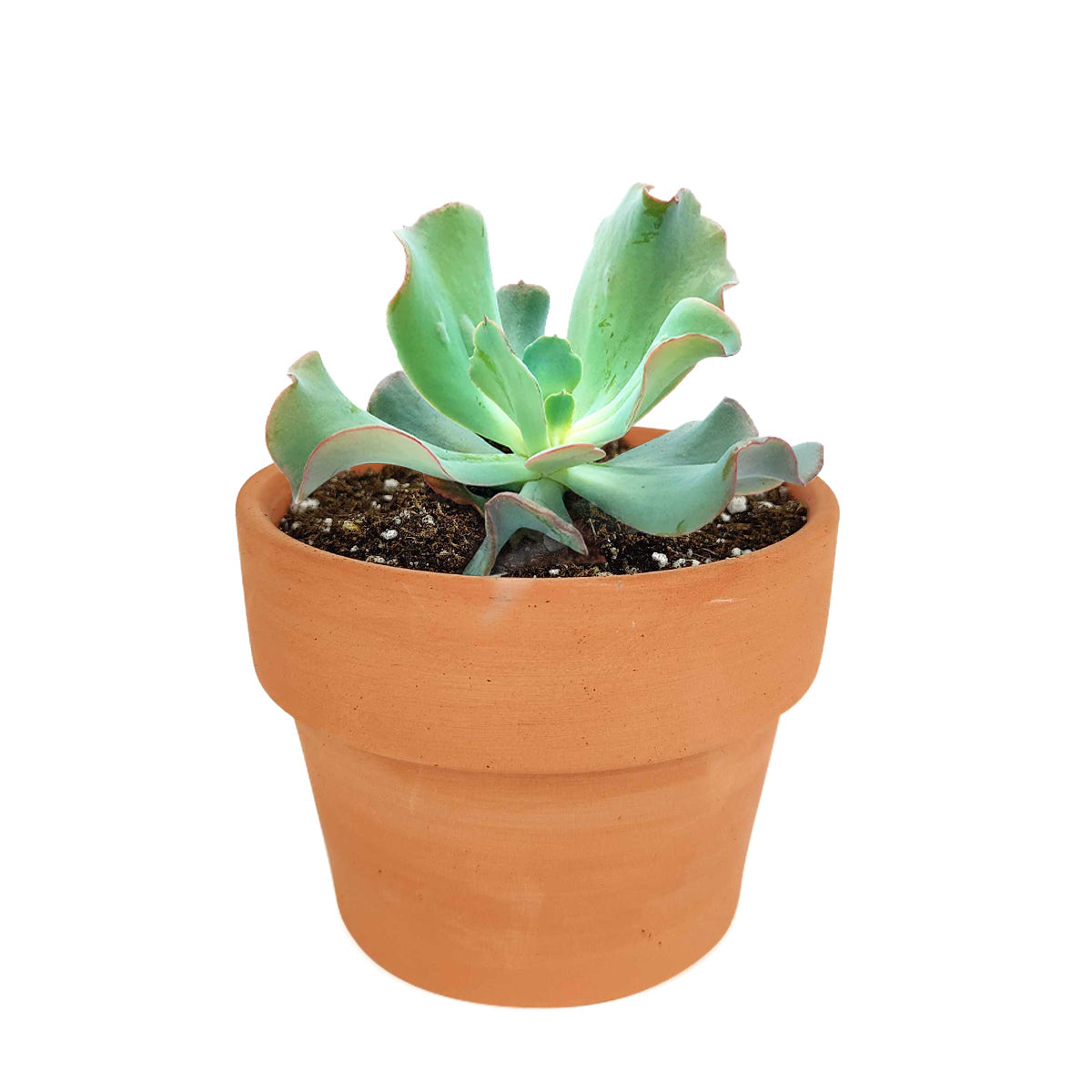 Echeveria Culibra Succulent