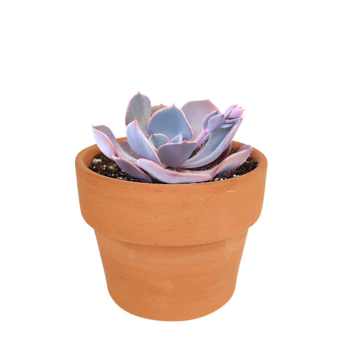 Echeveria Dusty Rose