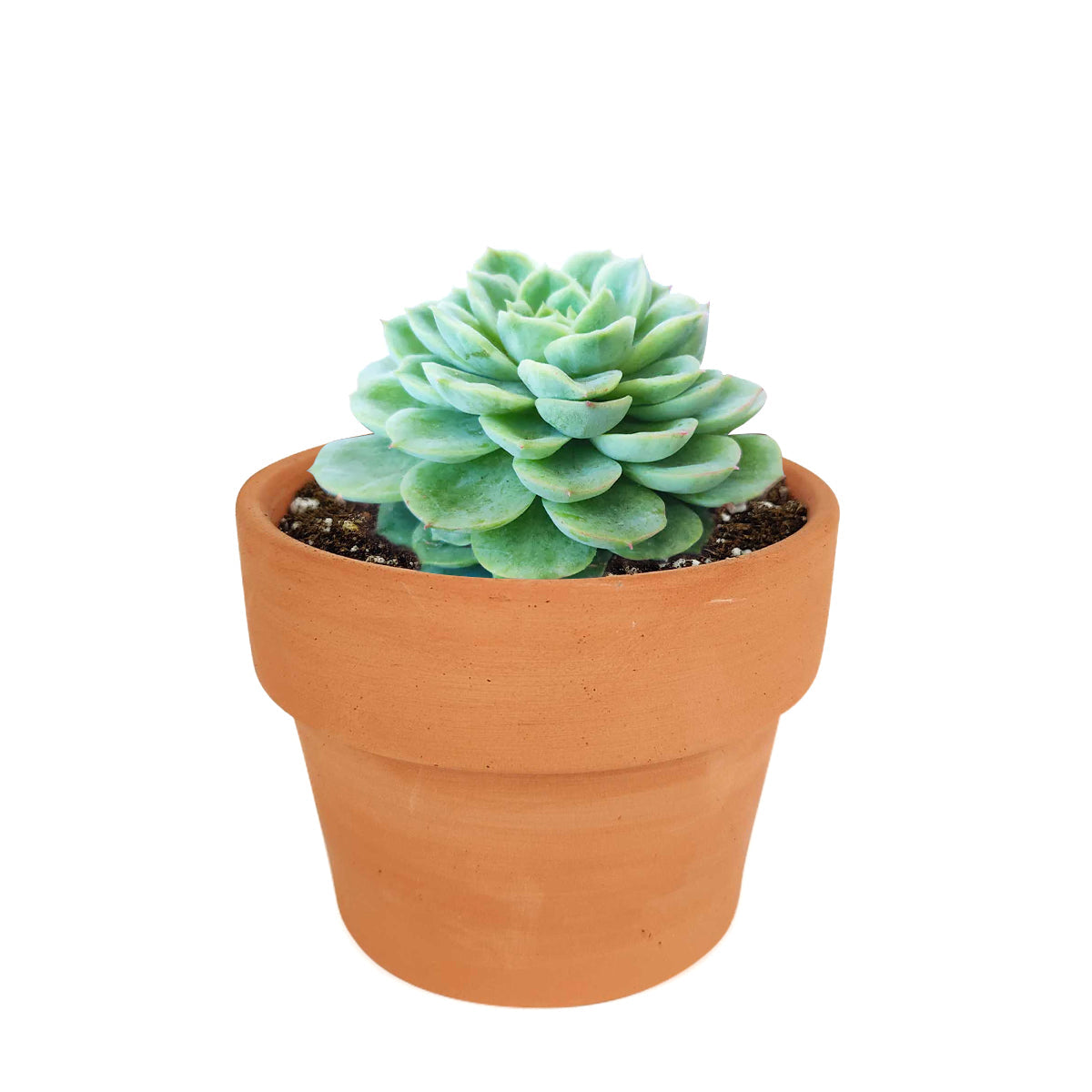 Echeveria Lime and Chili