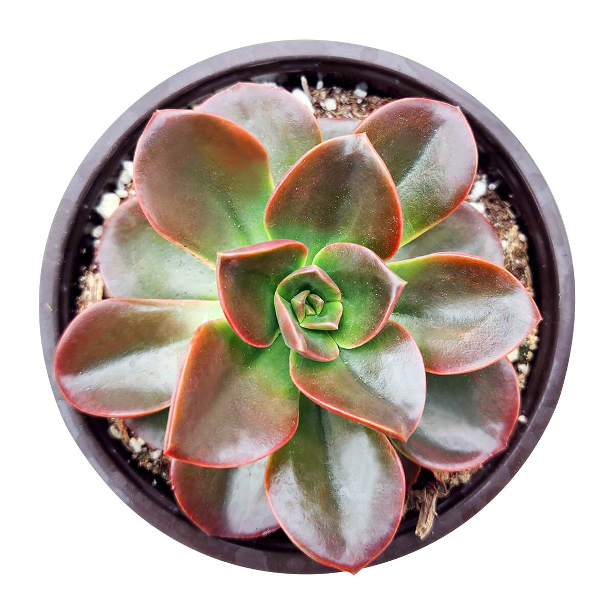 Echeveria Melaco Brown Rose