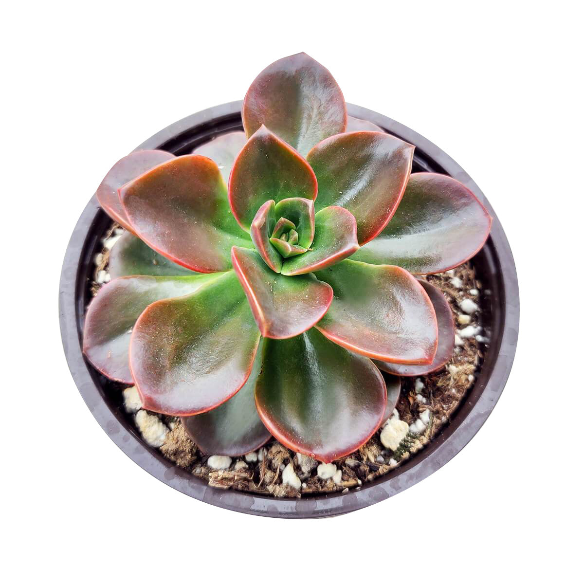 Echeveria Melaco Brown Rose