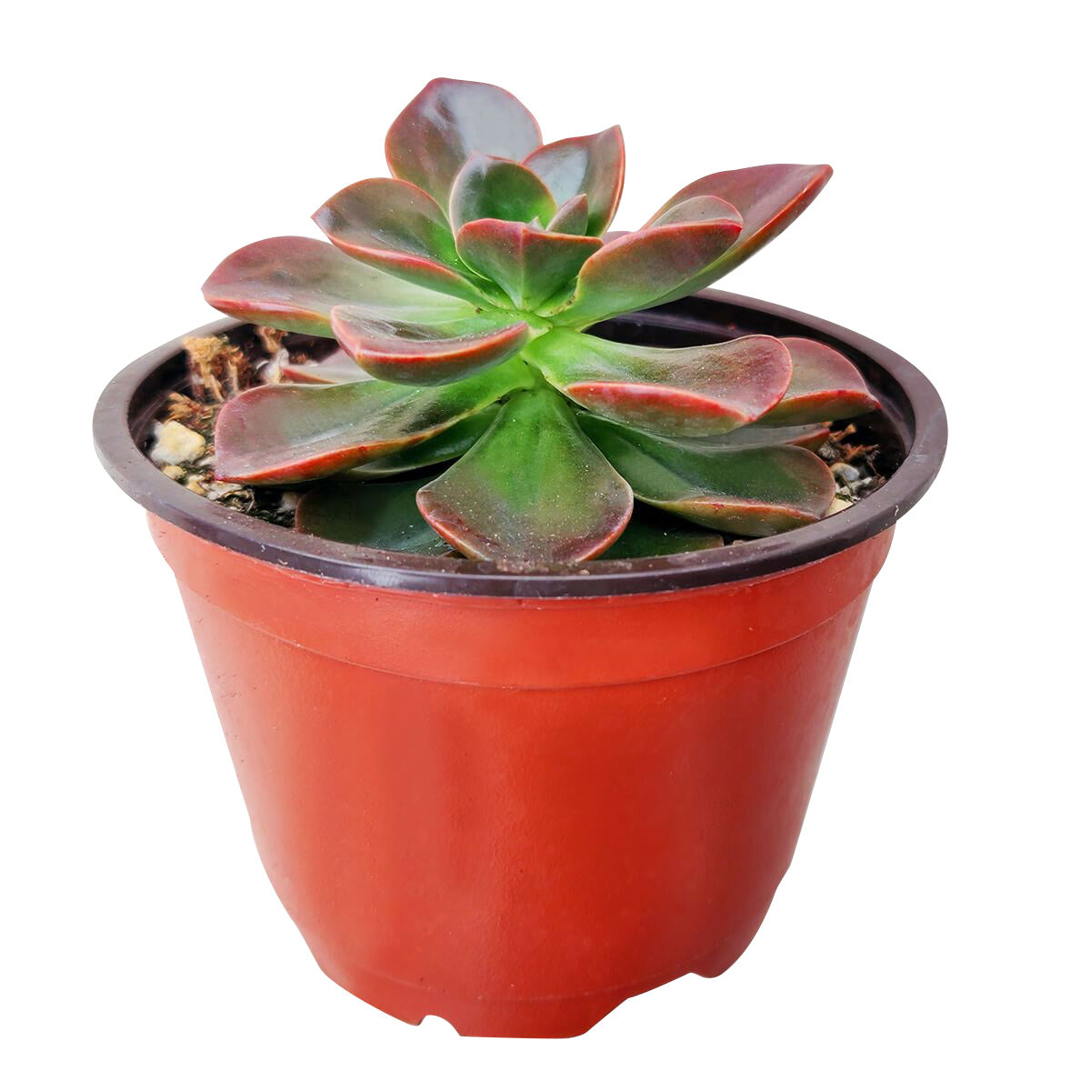 Echeveria Melaco Brown Rose