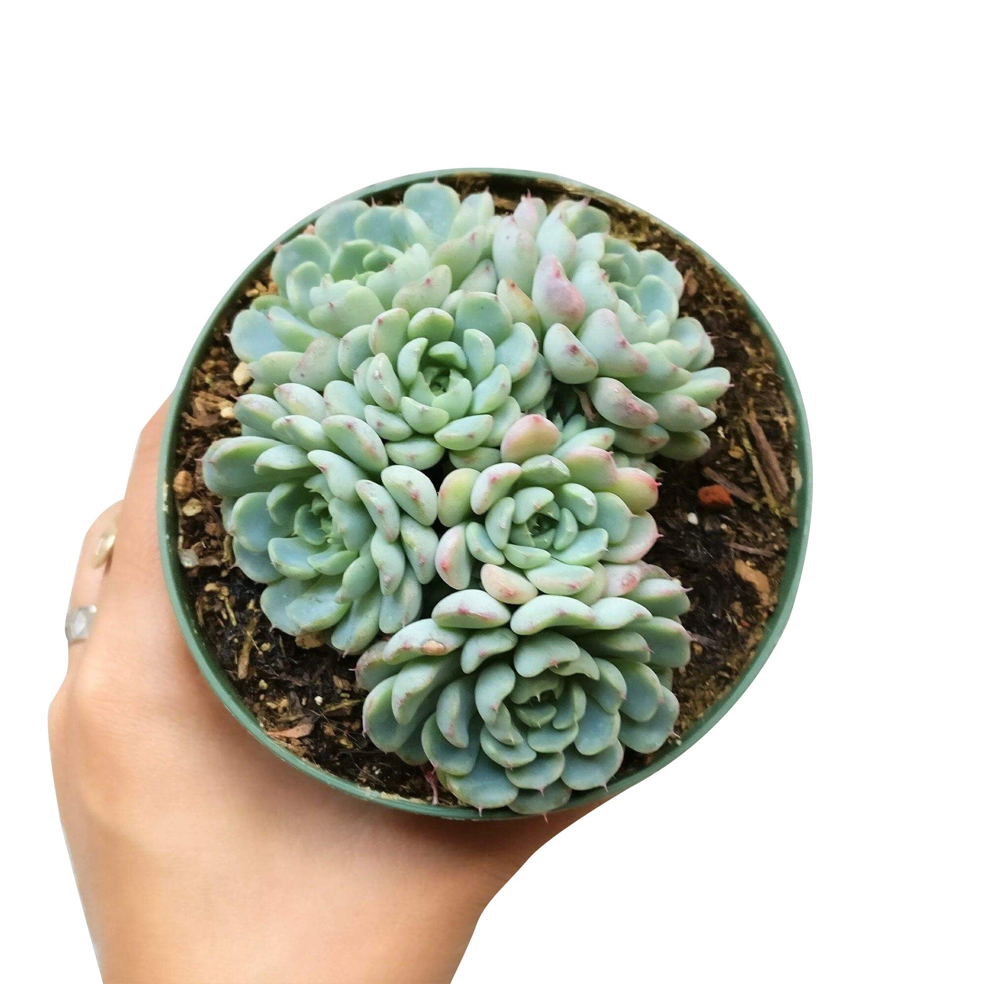 blue minima succulent Echeveria Minima Blue Rosette Succulent For Sale 2 inch / White Modern Pot by Succulents Box