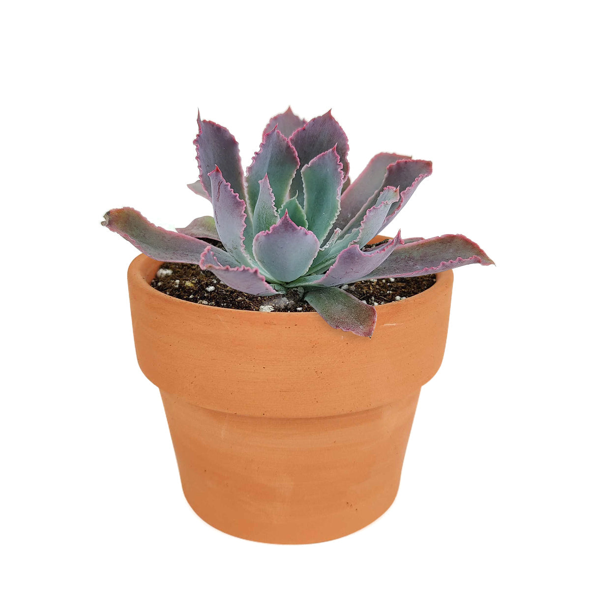 Echeveria Neon Breaker