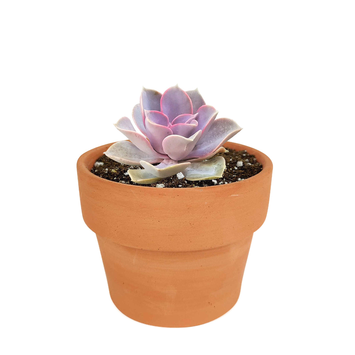 Echeveria Perle Von Nurnberg