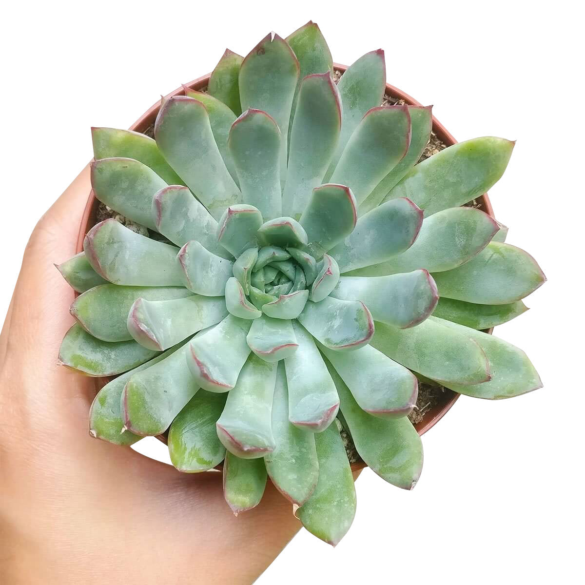 Echeveria Pulidonis Succulent