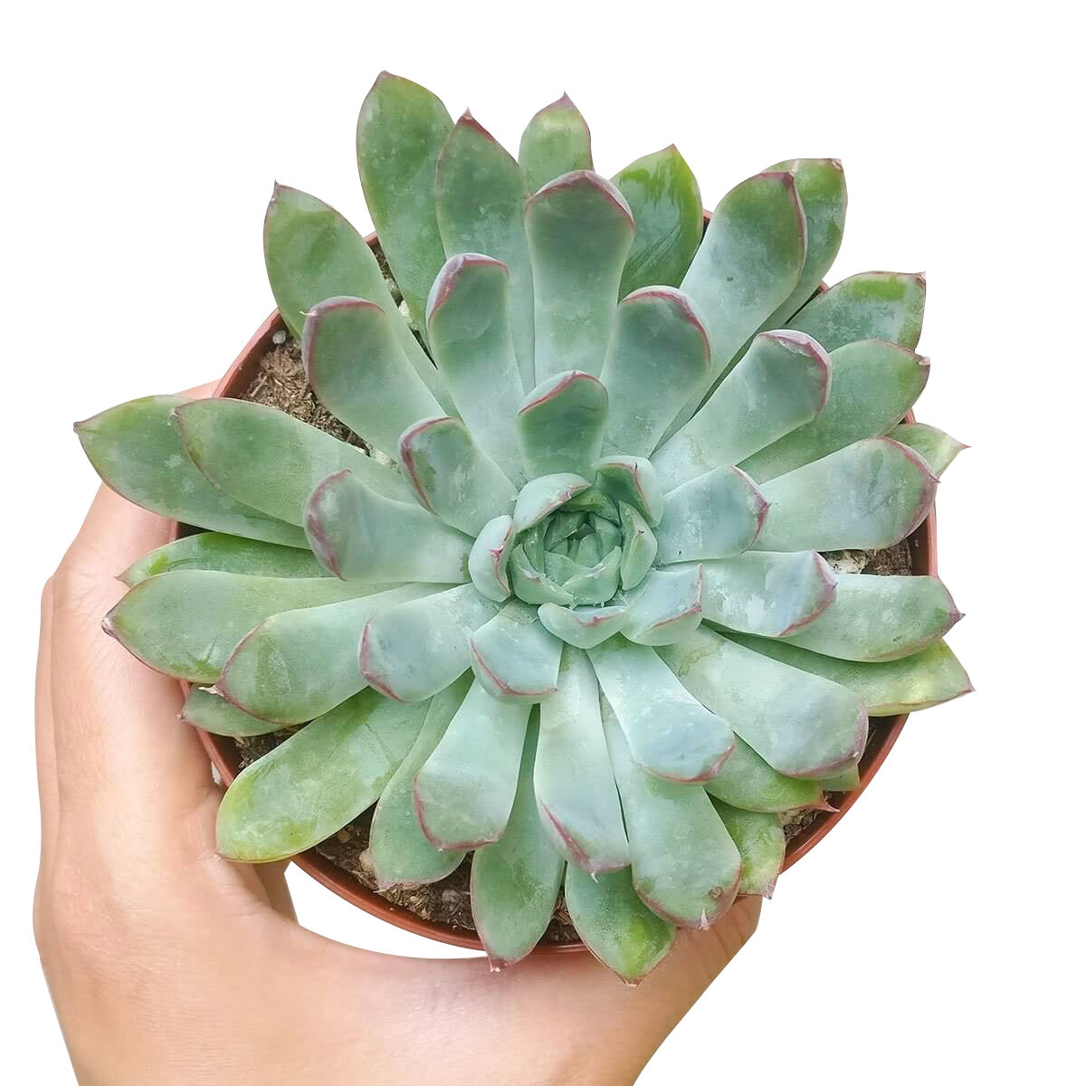 Echeveria Pulidonis Succulent