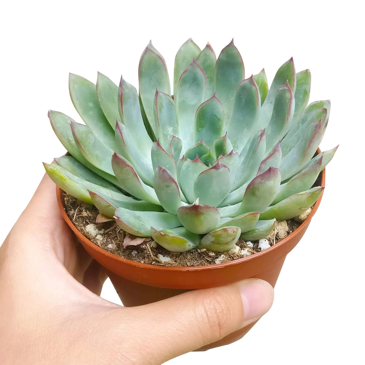 Echeveria Pulidonis Succulent