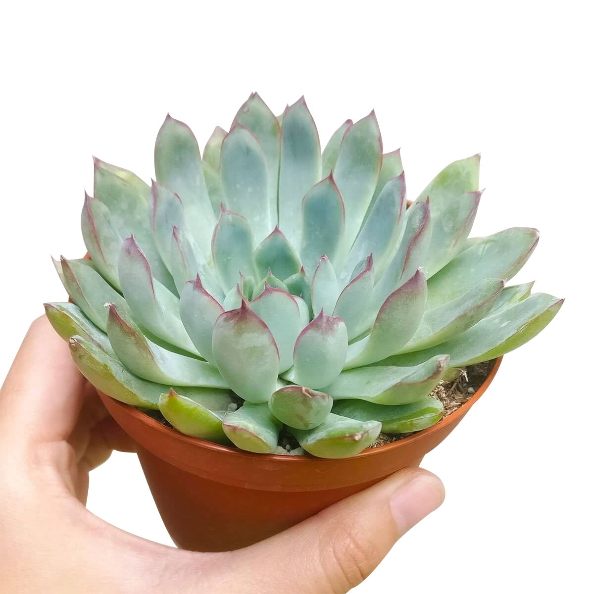 Echeveria Pulidonis Succulent