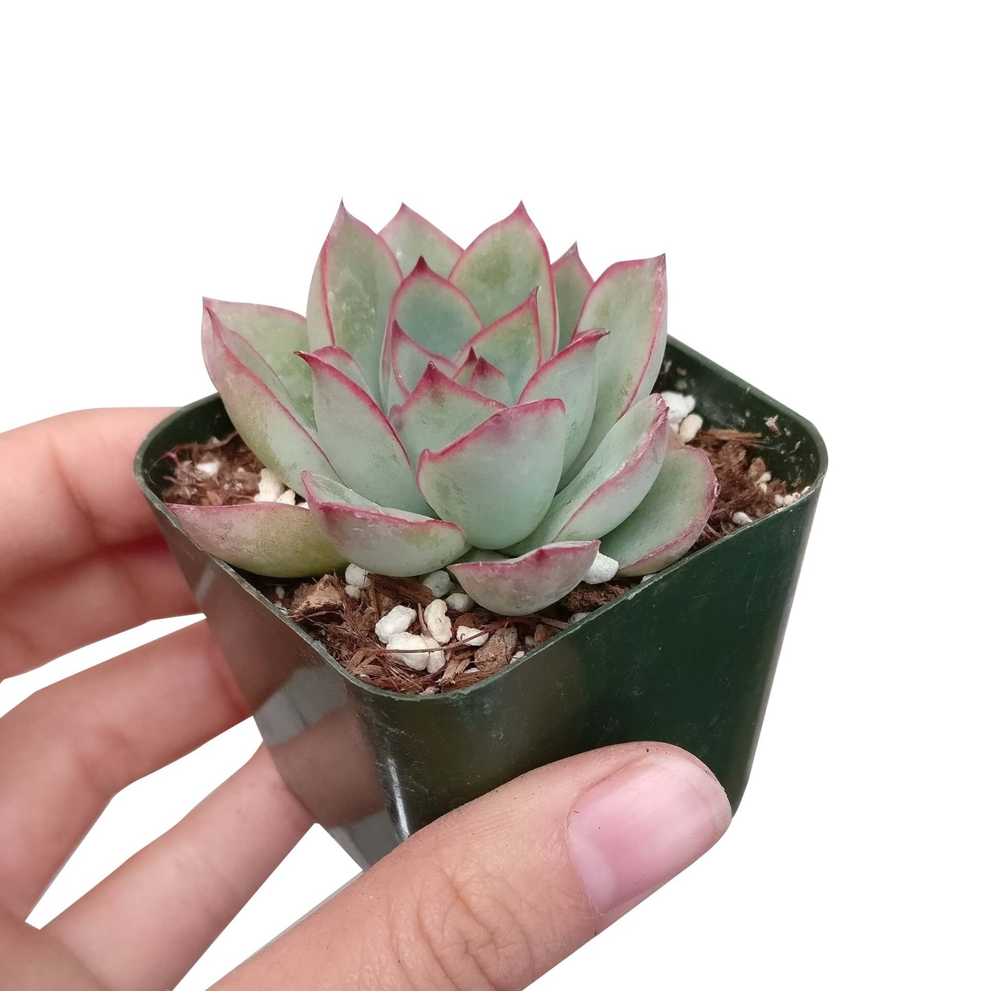 Echeveria Pulidonis Succulent