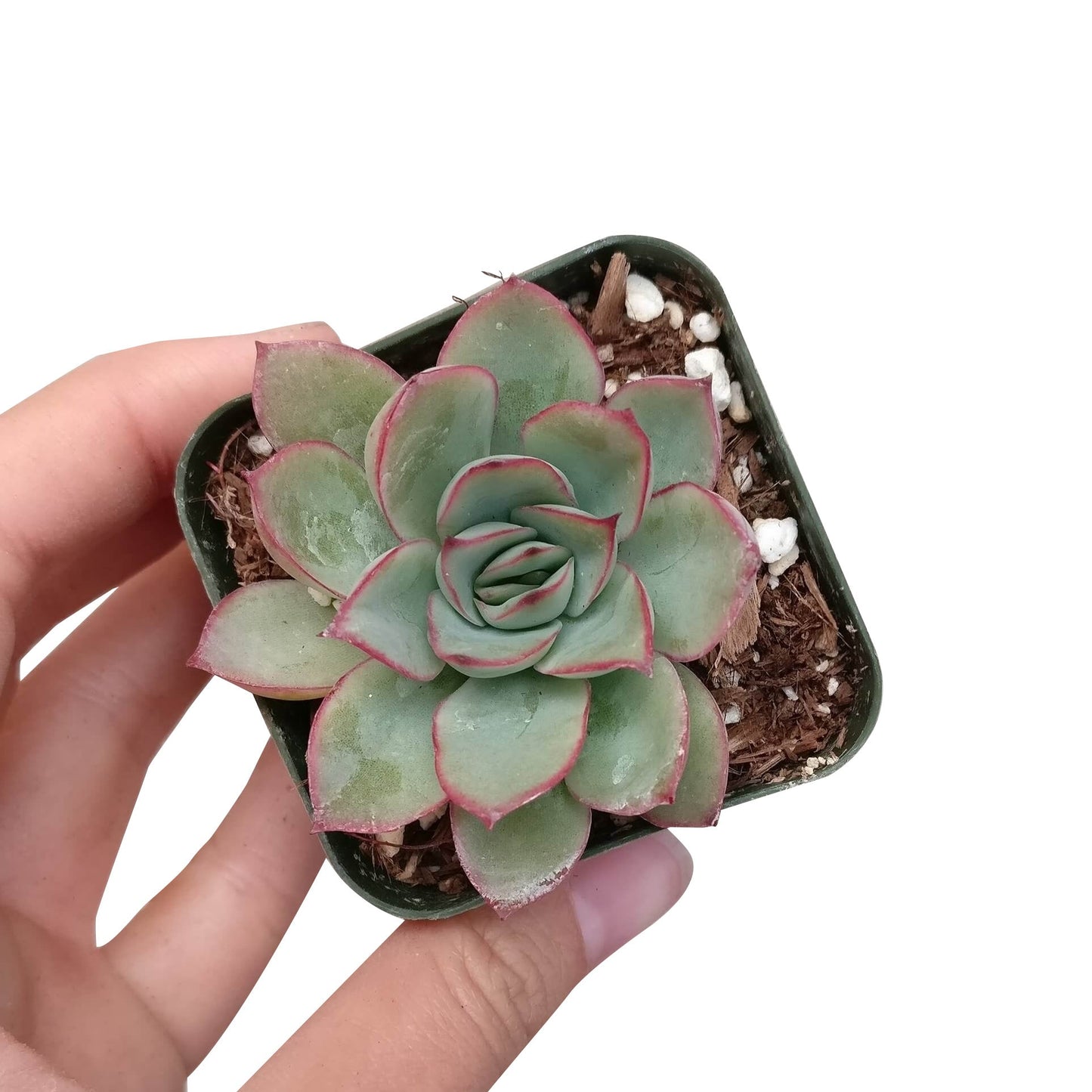 Echeveria Pulidonis Succulent