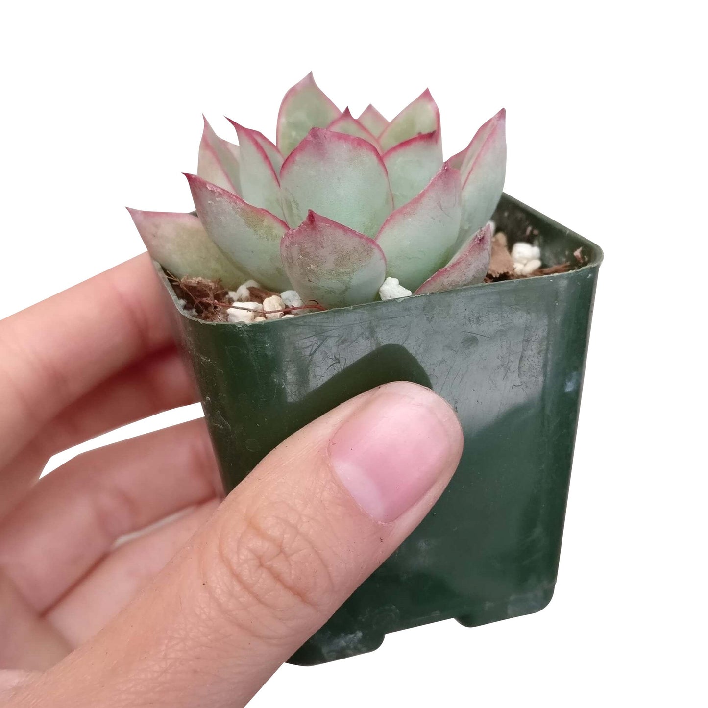 Echeveria Pulidonis Succulent