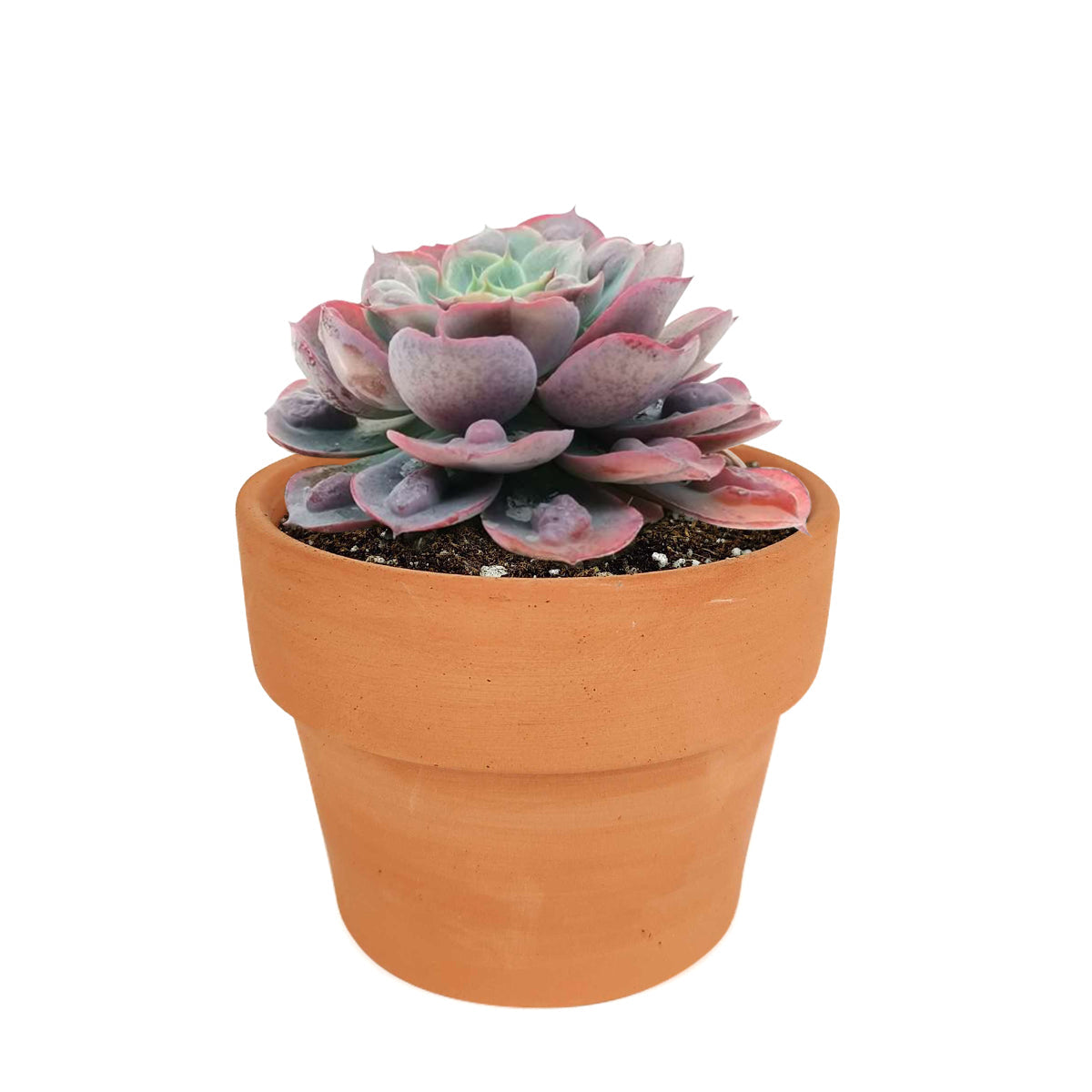 Echeveria Raindrops Succulent