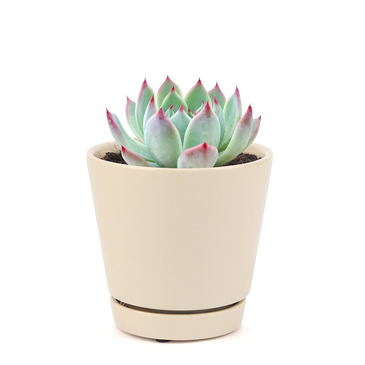 Echeveria Tippy Pink Succulent