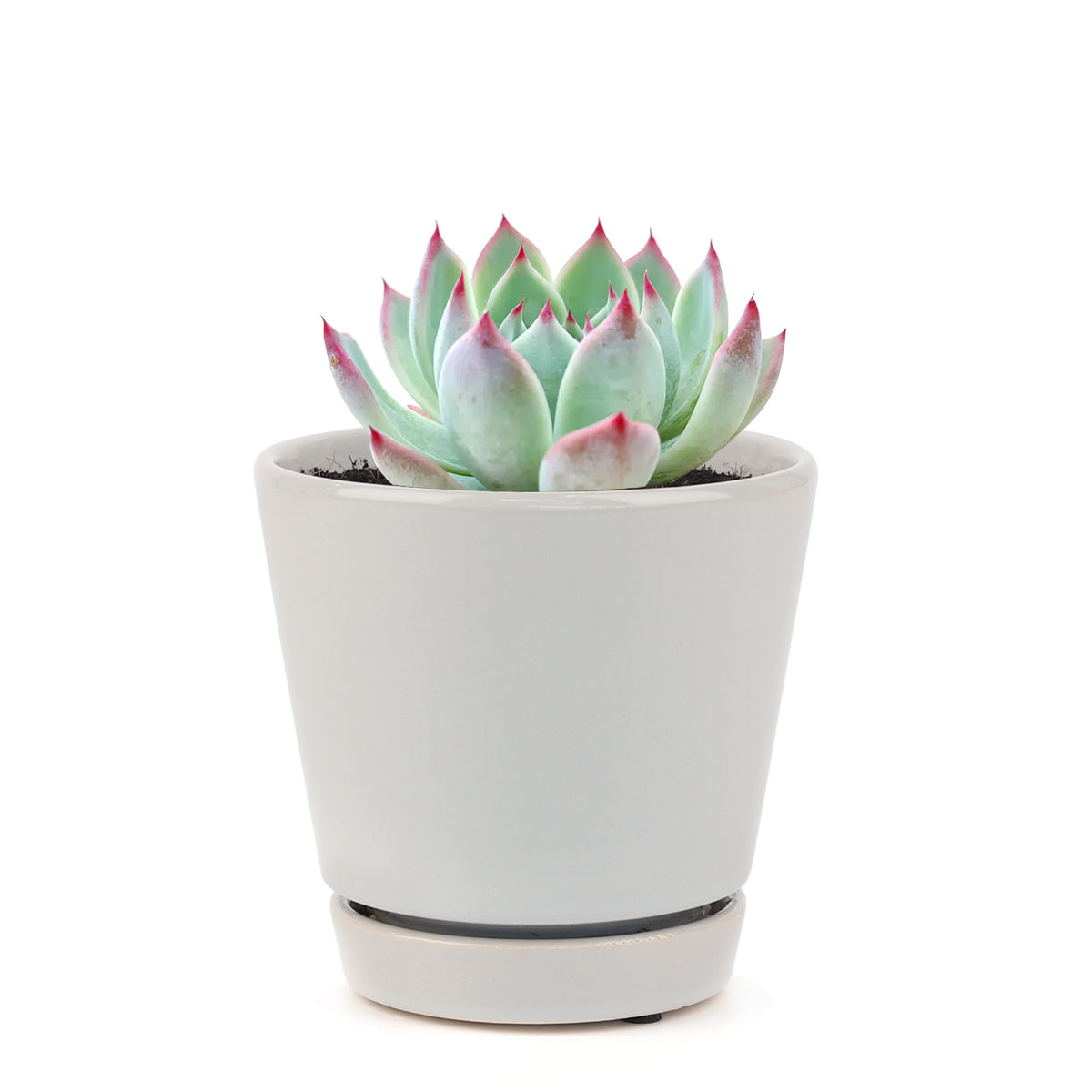 Echeveria Tippy Pink Succulent