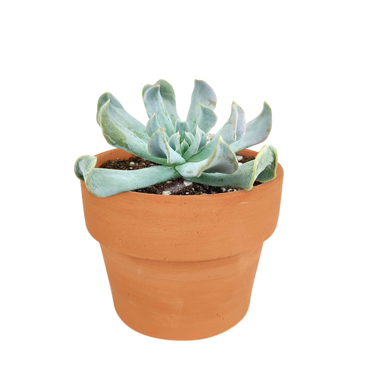 Echeveria Topsy Turvy