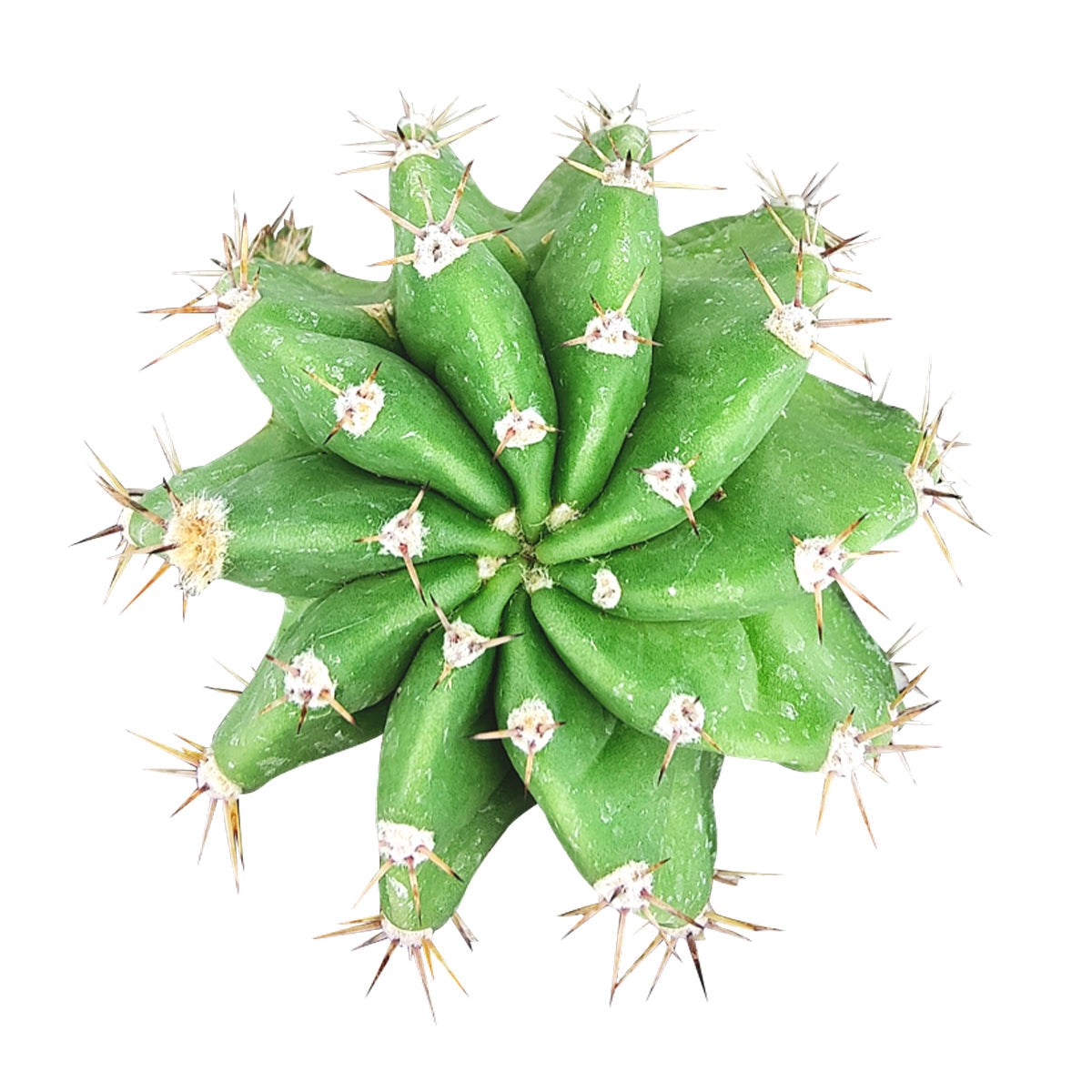 Echinopsis oxygona 'Easter Lily Cactus'