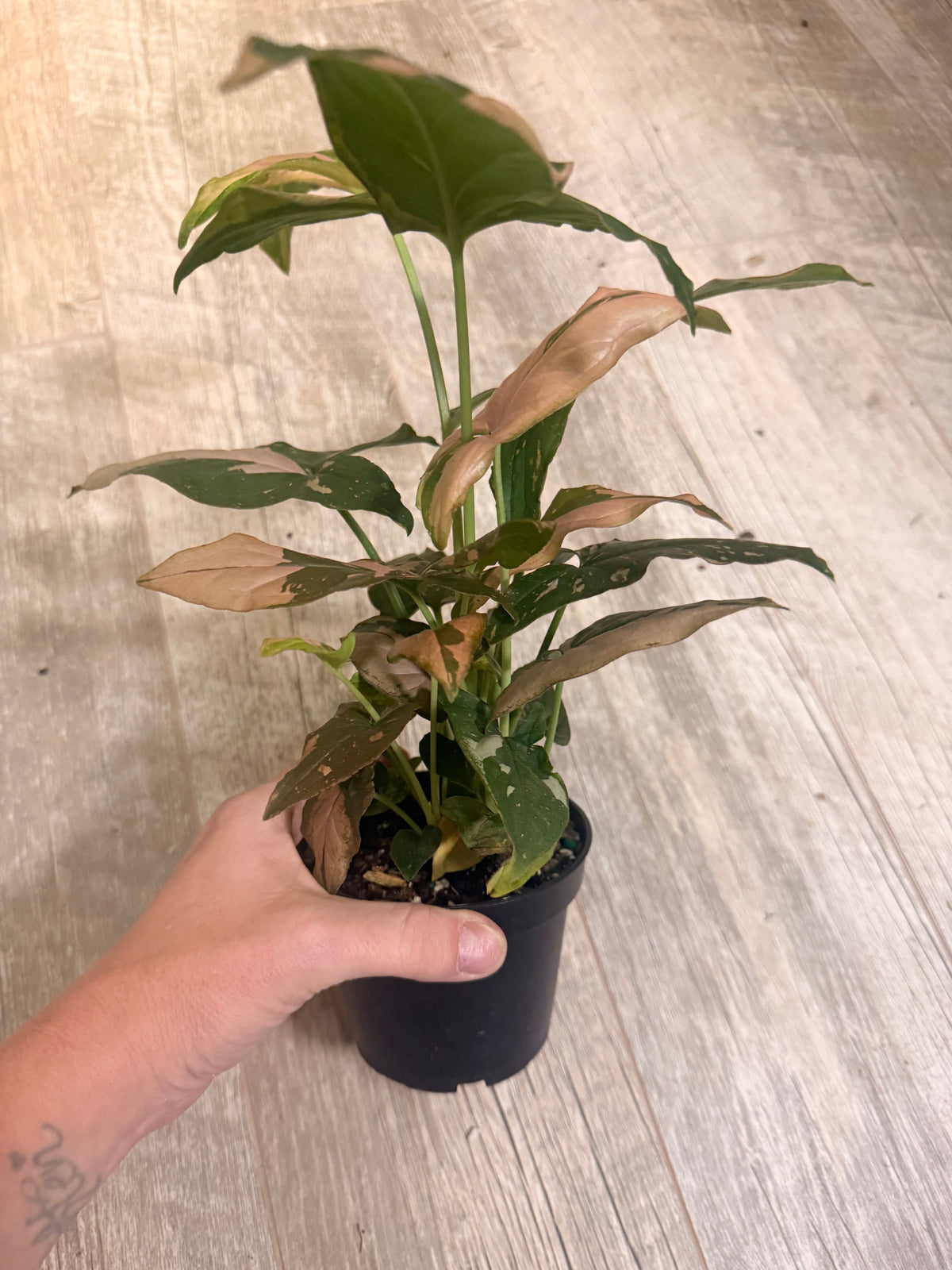 Pink Splash Syngonium - Syngonium podophyllum - Variegated Syngonium - Indoor Houseplant - Low Light Tolerant - Easy Care -Colorful Houseplants