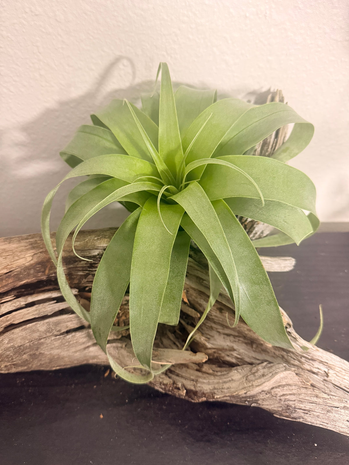 Samantha - Tillandsia 'Samantha' - Rare Hybrid Air Plant - No Soil Plant - Low Light Tolerant - indoor air plant - bromeliad -rare Tillandsia