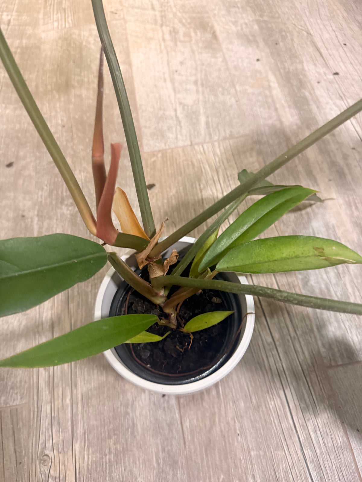 Philodendron Choco Empress - Chocolate Philodendron - Dark Leaf Philodendron - Large Leaf Houseplant - Easy Care Aroid - Indoor Tropical Houseplant -