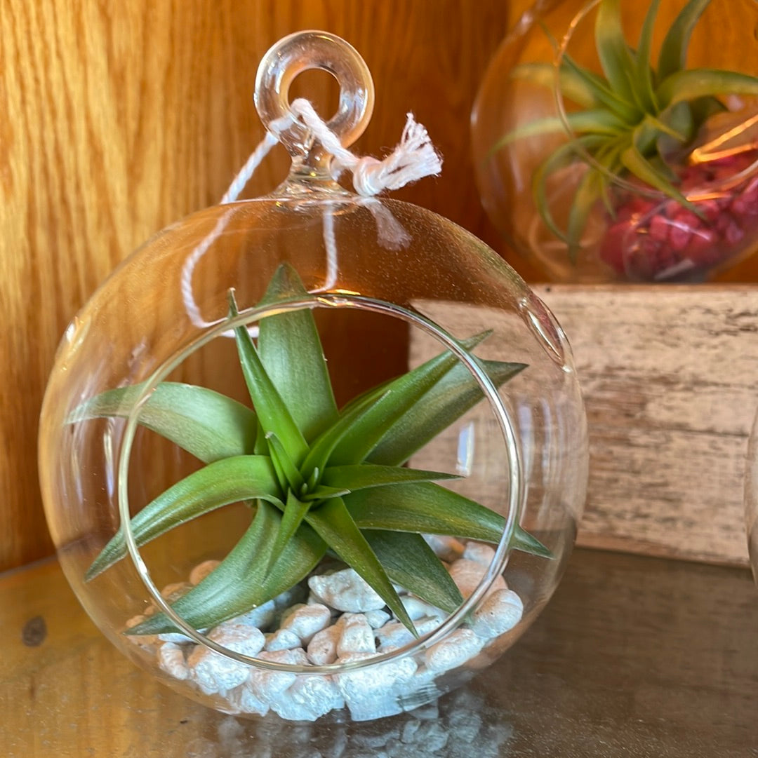 Air Plant Terrarium