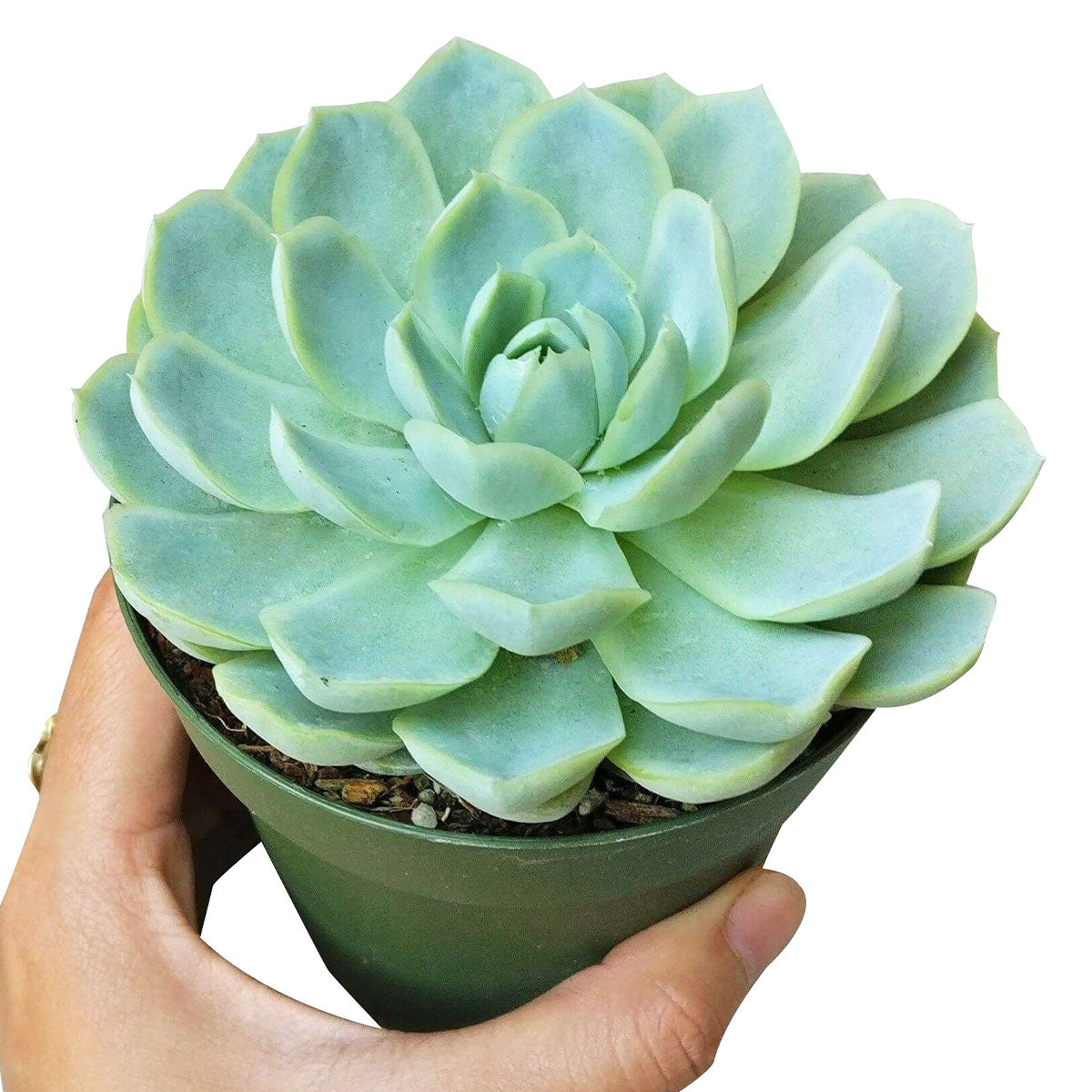 Echeveria Elegans Mexican Snowball