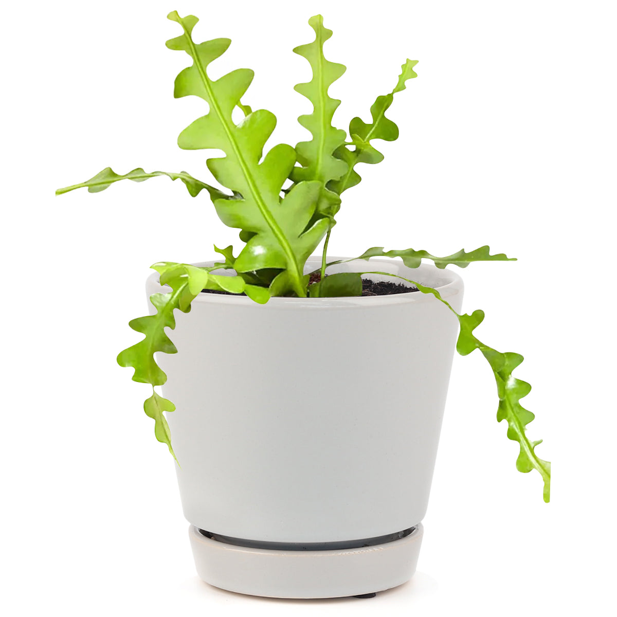 Plant Profile: Fishbone Cactus (Epiphyllum anguliger) — Green